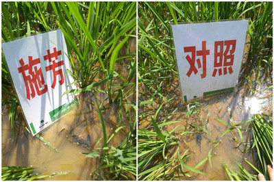 施芳,不止是氨基酸肥料