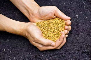 如何科學施肥，有效提升化肥利用率