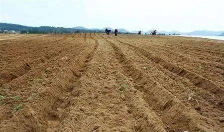 土壤告急 濫用肥料，讓大地“生病”，何談豐收？